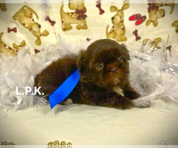 Medium Photo #2 Shih Tzu Puppy For Sale in WINNSBORO, LA, USA