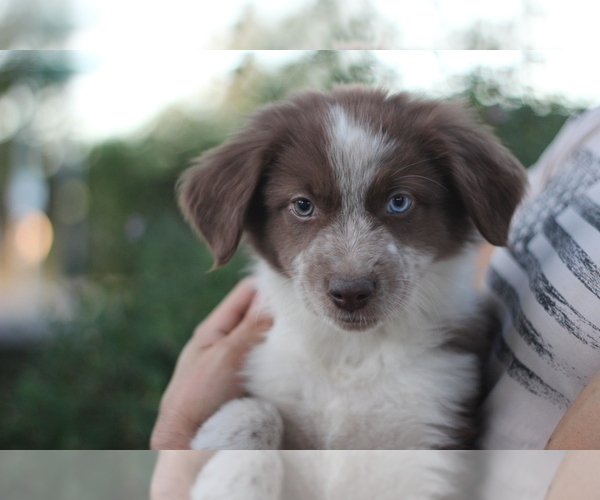 Medium Photo #9 Australian Shepherd Puppy For Sale in MODESTO, CA, USA