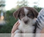 Small #8 Australian Shepherd