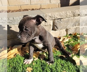 American Bully Puppy for sale in LANCASTER, CA, USA