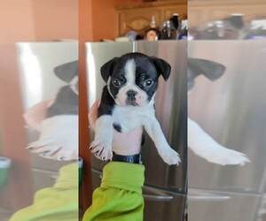 Boston Terrier Puppy for sale in HENNING, MN, USA
