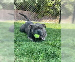 American Pit Bull Terrier Dogs for adoption in Temple, TX, USA