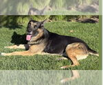Small Shepweiller