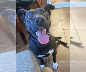 Rachel (Cocoa) - Female Labrador Retriever-Unknown Mix Dog for Adoption - Photo #4