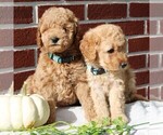 Small Photo #2 Labradoodle-Poodle (Miniature) Mix Puppy For Sale in GORDONVILLE, PA, USA