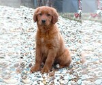 Small Photo #6 Golden Irish Puppy For Sale in JONES, MI, USA