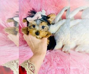 Yorkshire Terrier Puppy for sale in BOSTON, MA, USA