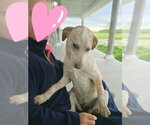 Small #1 Jack Russell Terrier-Mountain Cur Mix