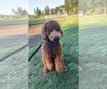 Small #10 Goldendoodle