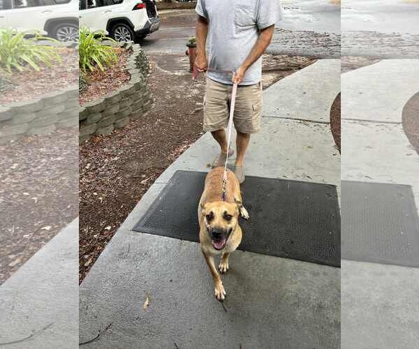 Medium Photo #2 Mutt Puppy For Sale in Shelburne, VT, USA