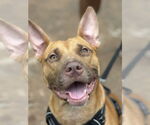 Small #15 Carolina Dog-Pharaoh Hound Mix