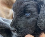 Puppy Millie Aussiedoodle