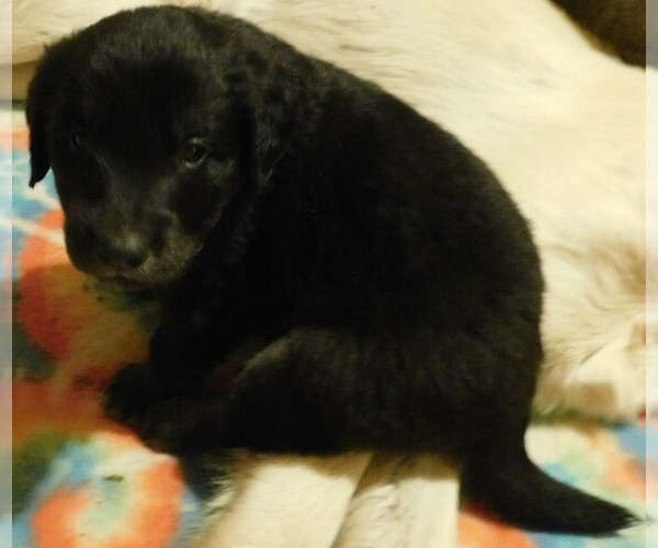 Medium Photo #11 Golden Labrador Puppy For Sale in MESA, CO, USA