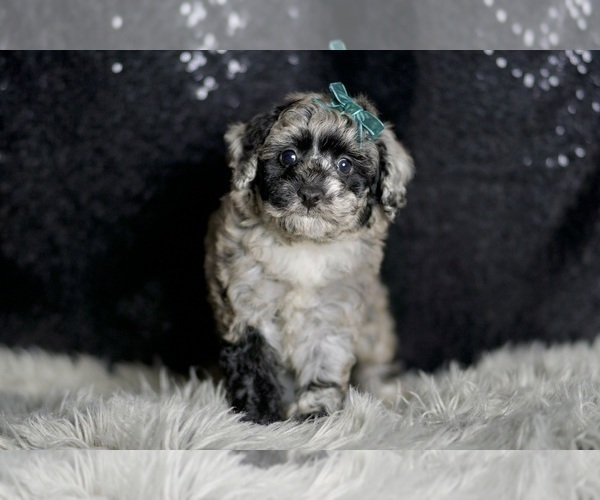 Medium Photo #36 Maltipoo Puppy For Sale in WARSAW, IN, USA