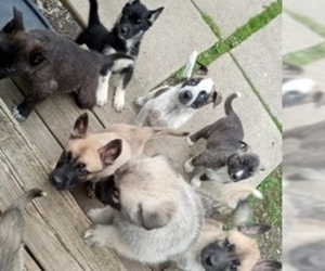 German Shepherd Dog-Siberian Husky Mix Puppy for sale in VINTONDALE, PA, USA