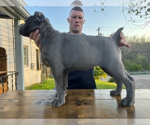 Cane Corso Puppy for sale in MARTINSBURG, WV, USA
