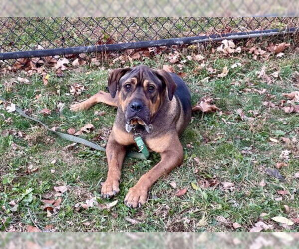 Medium Photo #1 Mastiff Puppy For Sale in Derwood, MD, USA