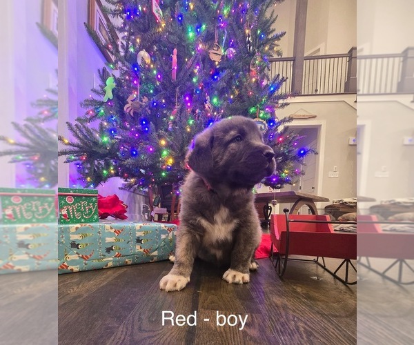 Medium Photo #10 Anatolian Shepherd Puppy For Sale in GERMANTON, NC, USA