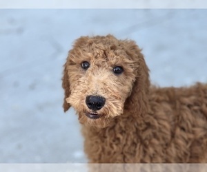 Poodle (Standard) Puppy for sale in DUNDEE, OH, USA