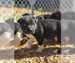 Small #1 Siberian Husky Mix