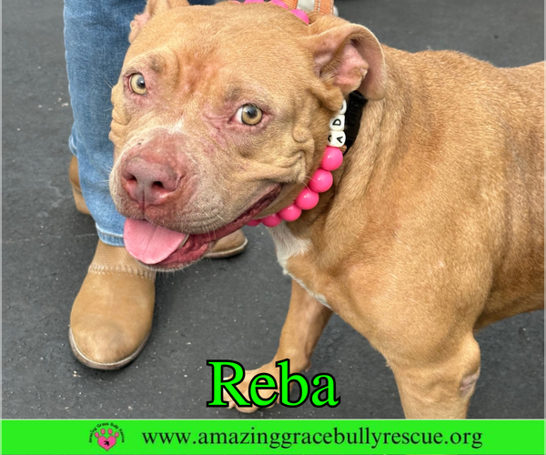 Medium Photo #3 American Bulldog-Unknown Mix Puppy For Sale in Pensacola, FL, USA