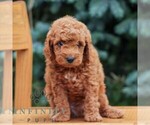 Small #2 Goldendoodle (Miniature)