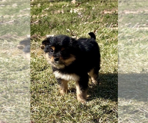 Medium Photo #2 Yorkshire Terrier Puppy For Sale in FAIR HAVEN, MI, USA