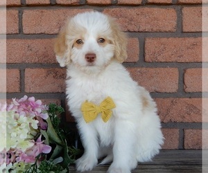 Miniature Labradoodle Puppy for sale in MILLERSBURG, OH, USA