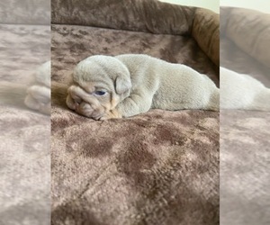 English Bulldog Puppy for Sale in CLEVELAND, North Carolina USA