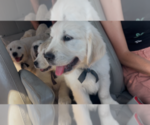 Small #18 English Cream Golden Retriever