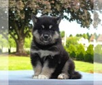 Small Photo #1 Alaskan Malamute Puppy For Sale in GAP, PA, USA