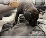 Small Photo #24 American Bully Puppy For Sale in REESEVILLE, WI, USA