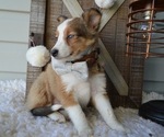 Small Photo #7 Shetland Sheepdog Puppy For Sale in HONEY BROOK, PA, USA