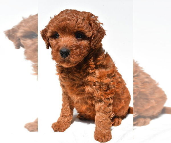 Medium Photo #30 Goldendoodle mix (+ Poodle Miniature) Puppy For Sale in DURHAM, CT, USA