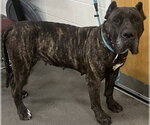 Small Presa Canario