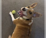Small Photo #4 Jack Russell Terrier-Unknown Mix Puppy For Sale in Oakhurst, NJ, USA