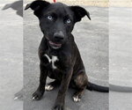 Small #1 German Shepherd Dog Mix