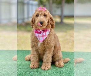 Goldendoodle Puppy for sale in FROSTPROOF, FL, USA