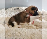 Small #2 Akita
