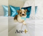 Small Photo #4 Morkie Puppy For Sale in COOKEVILLE, TN, USA