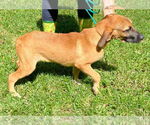 Small #2 Labrador Retriever Mix