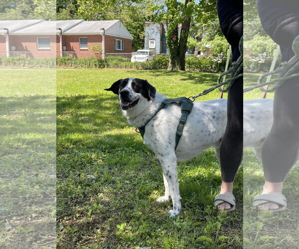 Medium Photo #3 Border Point Puppy For Sale in Oakhurst, NJ, USA