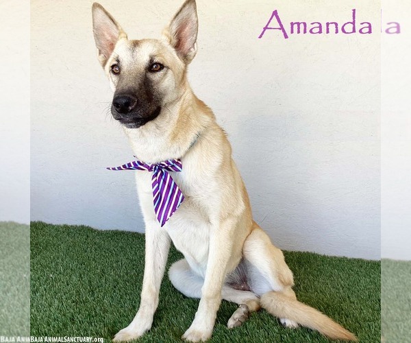 Medium Photo #1 German Shepherd Dog-Unknown Mix Puppy For Sale in San Diego, CA, USA