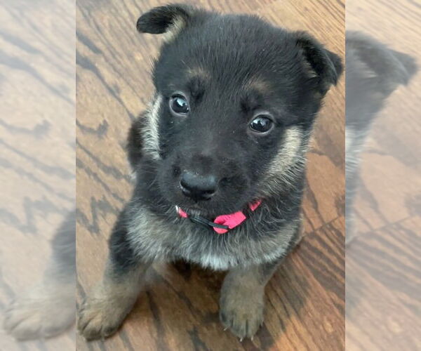Medium Photo #1 German Shepherd Dog-Unknown Mix Puppy For Sale in The Woodlands, TX, USA