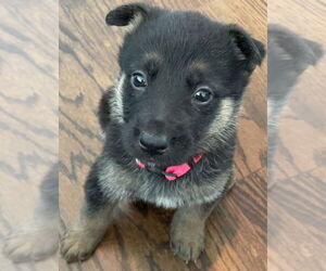 German Shepherd Dog-Unknown Mix Dogs for adoption in The Woodlands, TX, USA