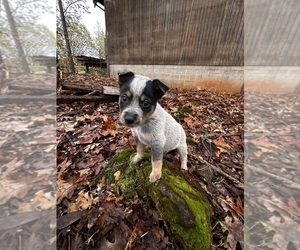 Medium Australian Cattle Dog