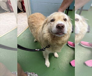 Golden Pyrenees Dogs for adoption in Rustburg, VA, USA
