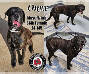 Mastador Dogs for adoption in Georgetown, KY, USA