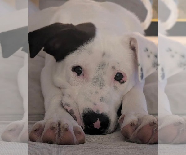 Medium Photo #5 American Bulldog-Unknown Mix Puppy For Sale in Germantown, OH, USA