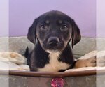 Small Photo #3 Anatolian Shepherd-Labrador Retriever Mix Puppy For Sale in Sheridan, CO, USA